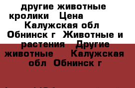 другие животные :кролики › Цена ­ 15 000 - Калужская обл., Обнинск г. Животные и растения » Другие животные   . Калужская обл.,Обнинск г.